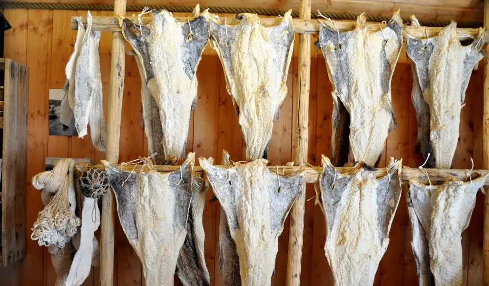 Salted cod drying on a rack, Lison