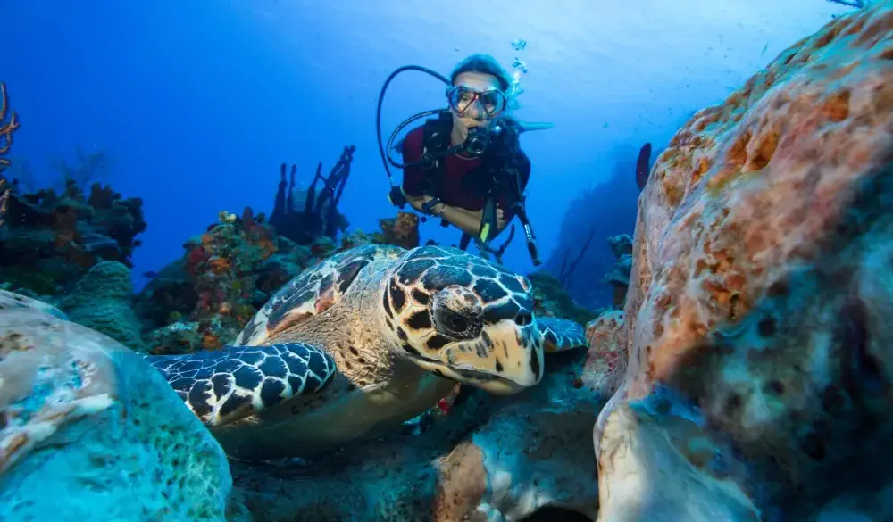 Female scuba diver comes upon a Hawksbill turtle eating a large Brain sponge.