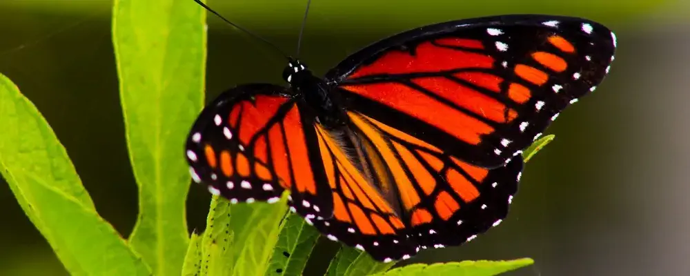 Butterfly Creek, Auckland