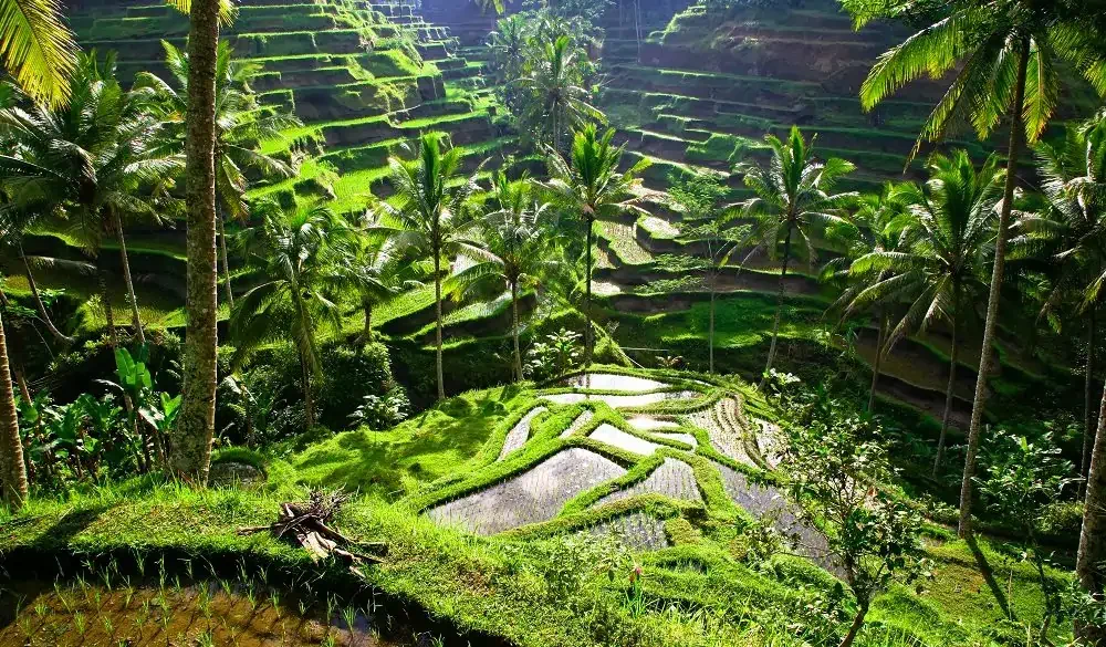 Ubud visit indonesia