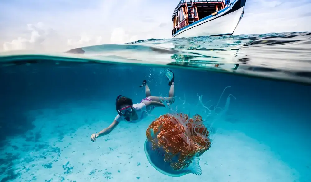A snorkeler observing a jellyfish in the Indian Ocean near the Maldives, snorkelling spot