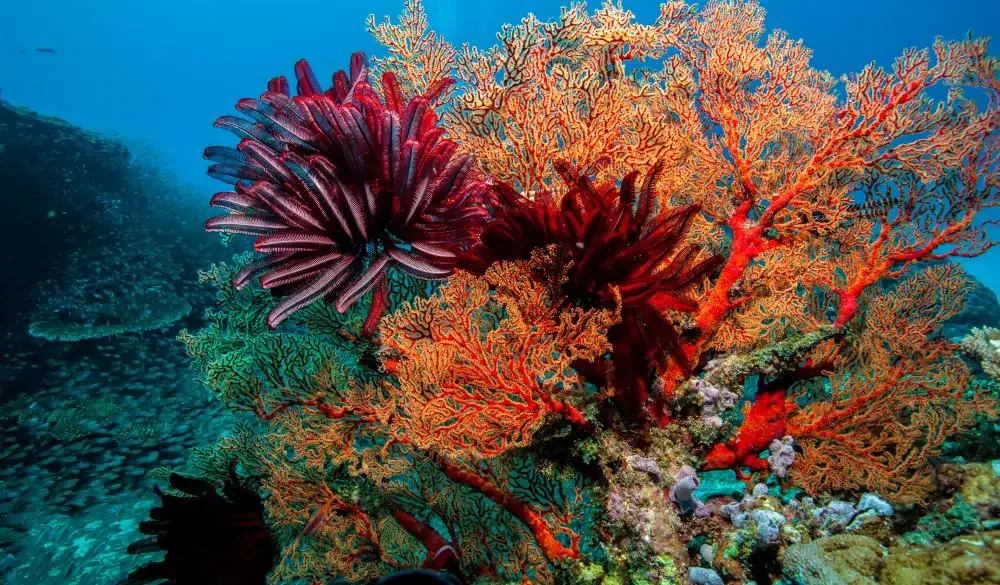 Fan And Feathers corals, best snorkelling spot