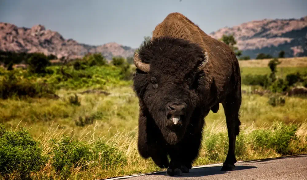 Buffalo 