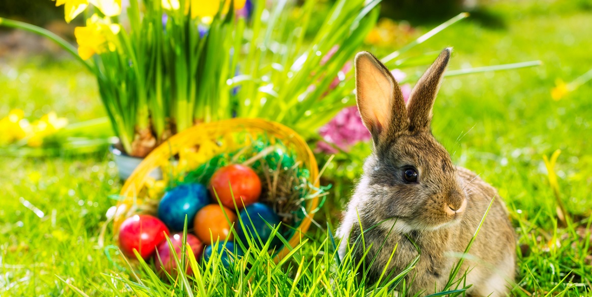 egg hunt