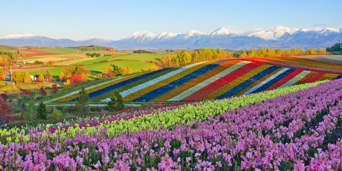 Panoramic Flower Gardens Shikisai hill in Biei, Japan