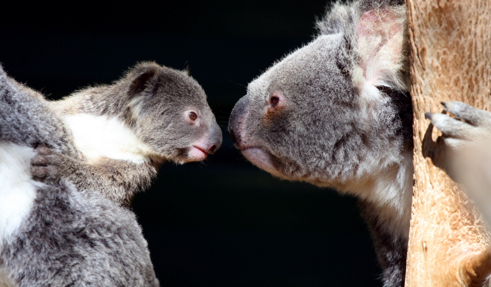 A family of koalas with a little joey.