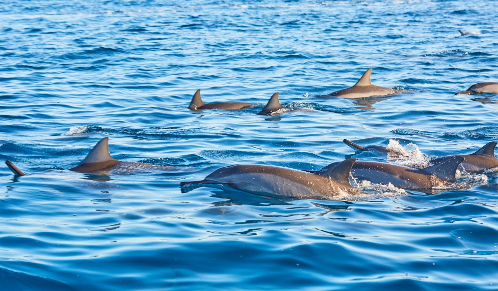 Group of frolicking dolphins, amazing experience, Mauritius, Indian ocean; Shutterstock ID 1372088342