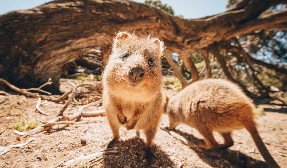 Quokkas on Rottnest Island near Perth, Australia