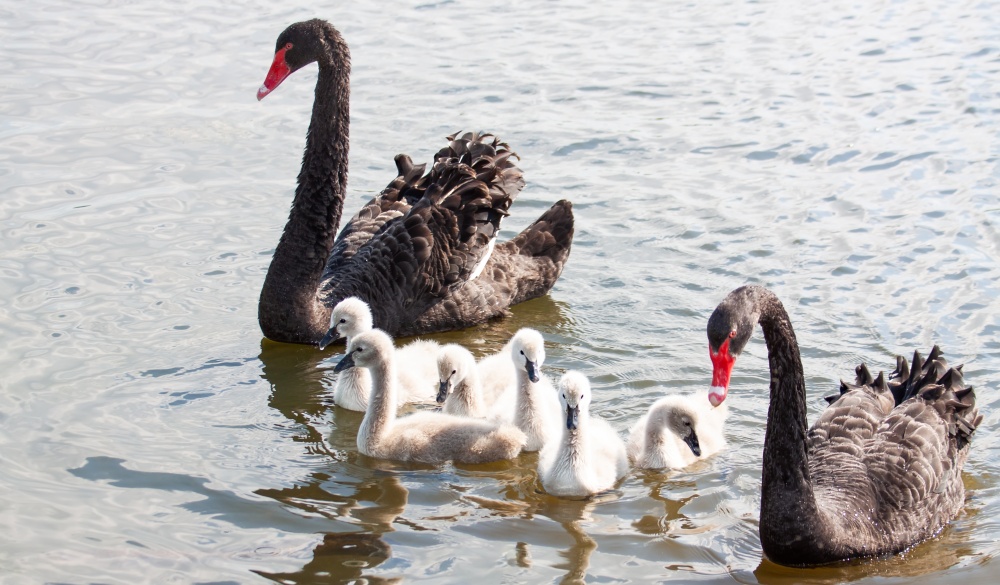 Swan with cygnets swimming on a pond