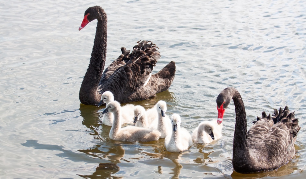 Swan with cygnets swimming on a pond. Photographed from an elevated view.