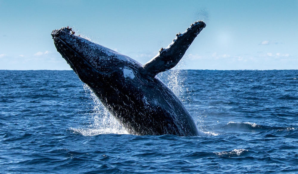 Breaching Humpback Whale