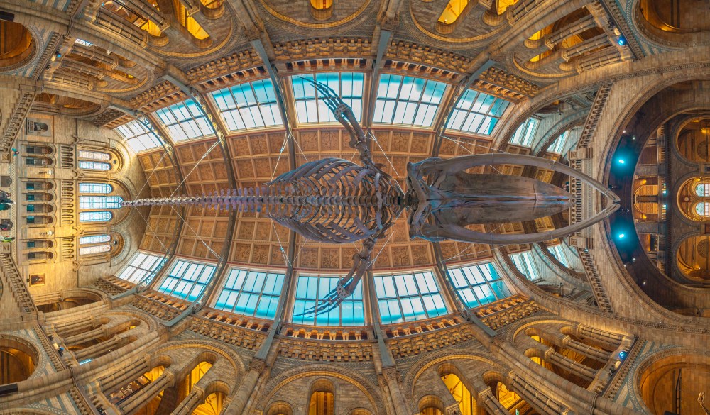 natural history museum, London sightseeing guide