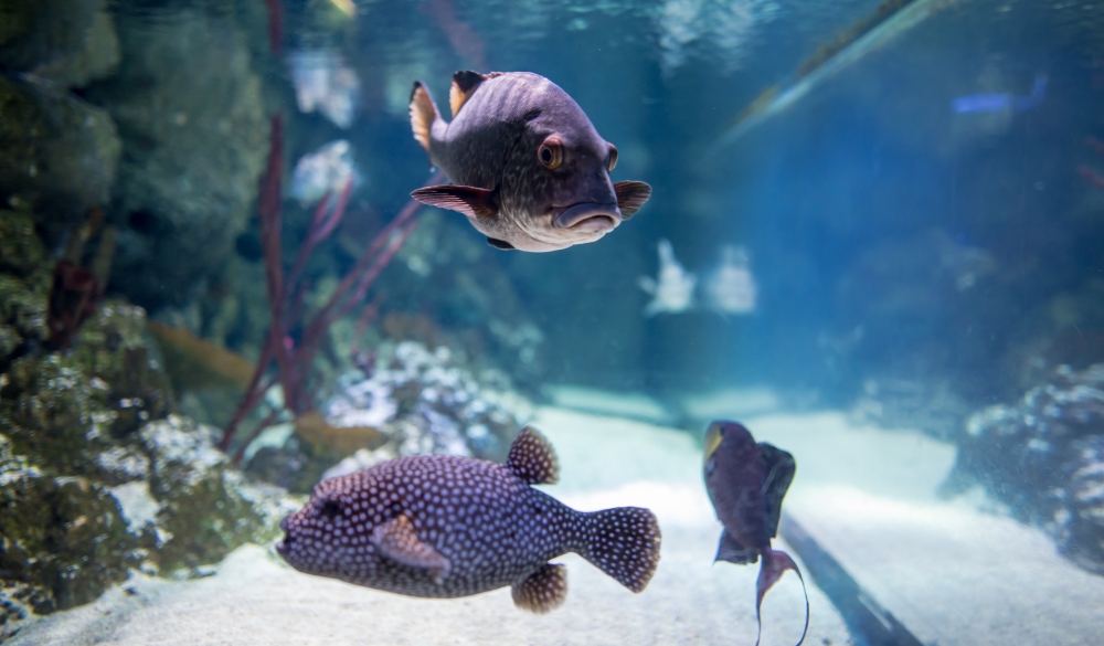 Exotic fishes from oceanarium in London; Shutterstock ID 475200271