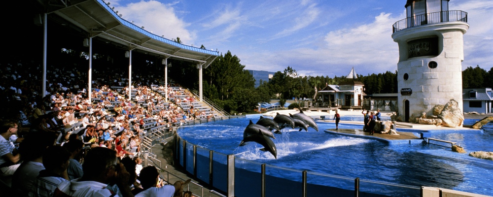 USA, Florida, Orlando, Sea World, performing dolphins