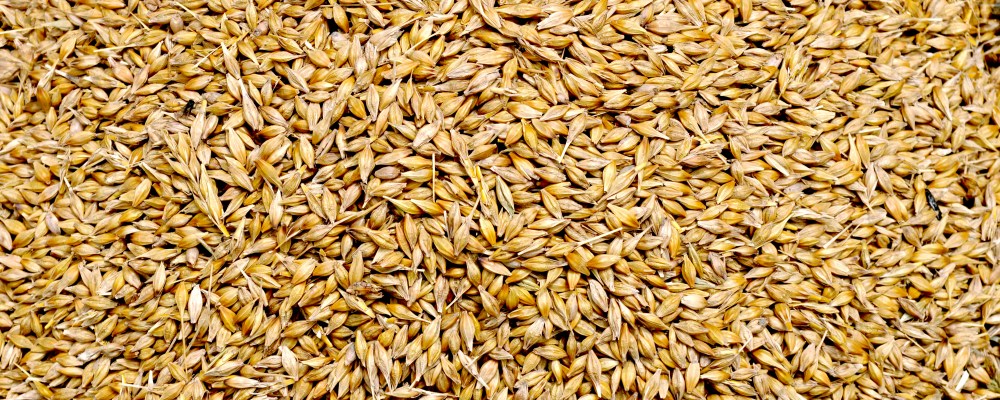 Full frame show of golden wheat seeds