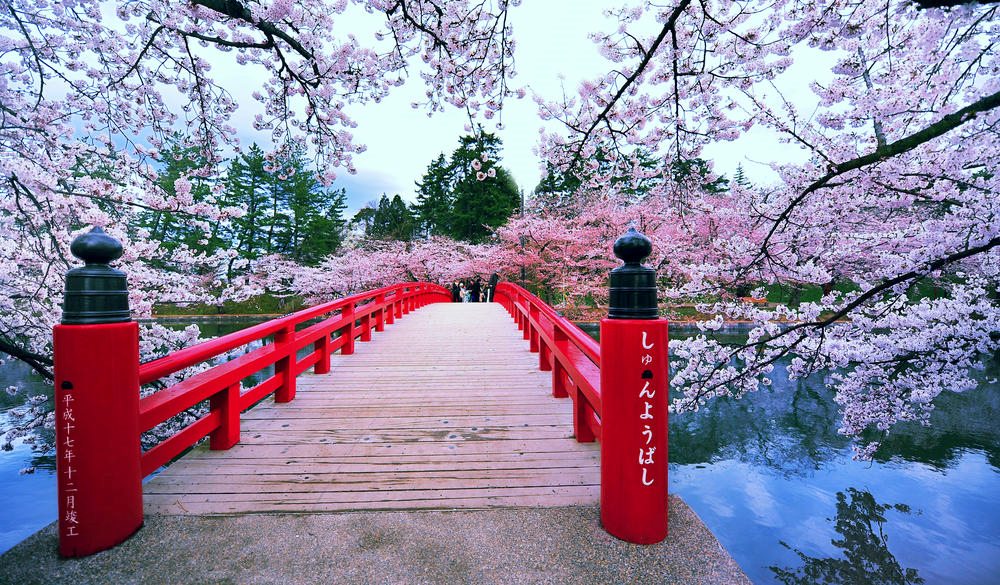 Spring time with cherry blossoms in full bloom.