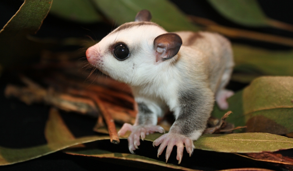 Sugar Glider joey in the leaves in the trees outside; Shutterstock ID 530010346