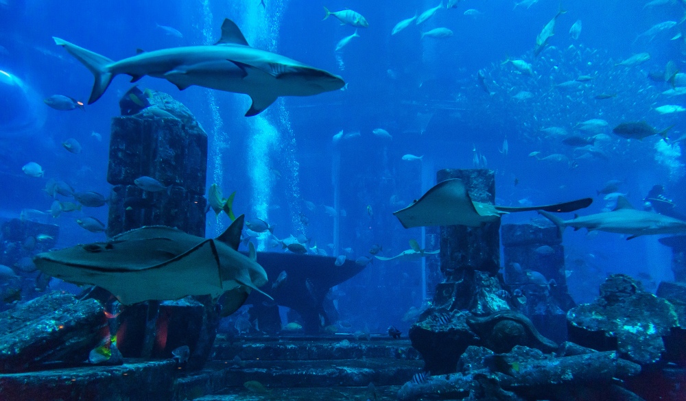 Large aquarium in Dubai,