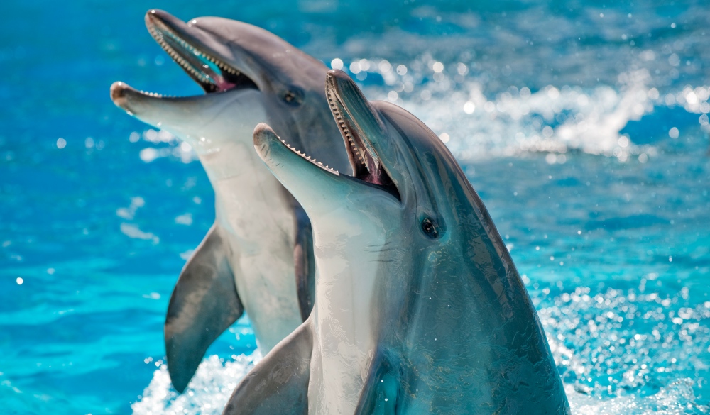 Two Dolphins in a blue water