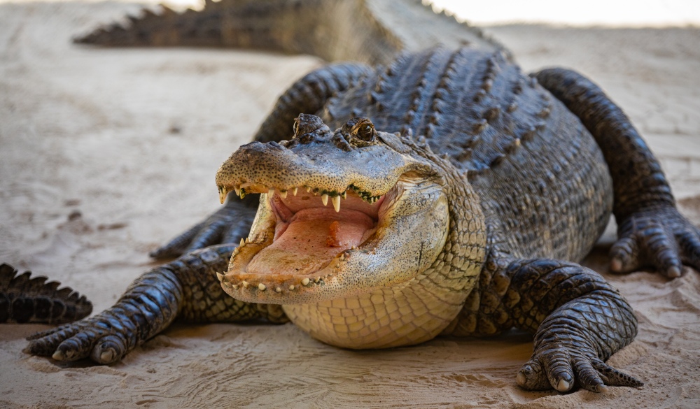 American Alligator head in Florida swamps. Everglades National Park. Florida. USA. ; Shutterstock ID 1363323353