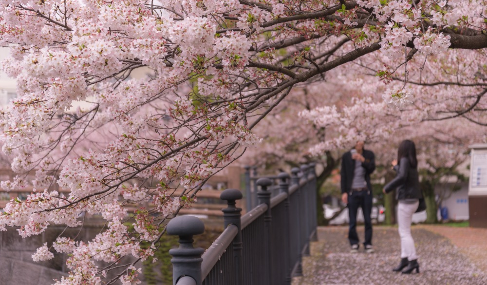 japan tourism cherry blossom