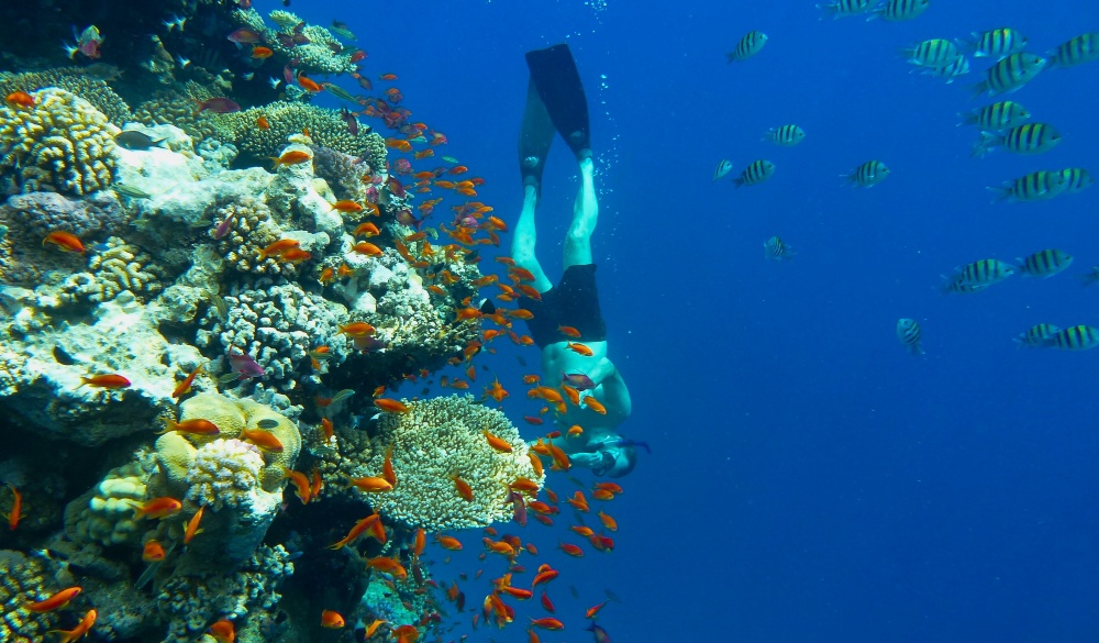 Man diver watching beautiful colorful coral reef with shoal of red fish, free diving; Shutterstock ID 559872973