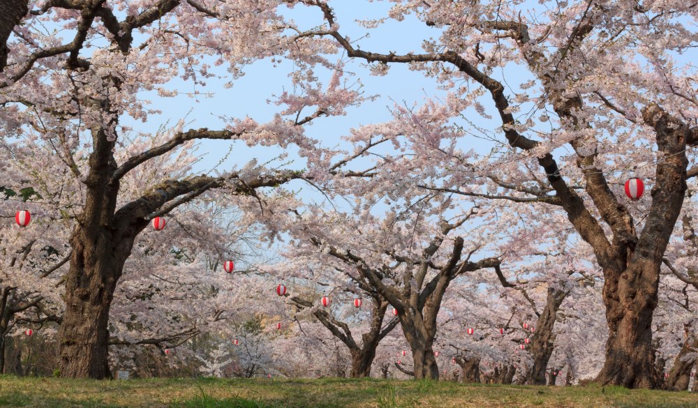 Goryokaku Park, a popular tourist attraction of Hakodate, Hokkaido, Japan. Cherry blossoms are in full bloom. Traditional Japanese lantern for night hanami party are seen among the cherry trees. The background is the clear sky.