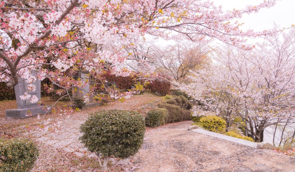 The famous place for hanami cherry blossom in the park in spring season 2016.