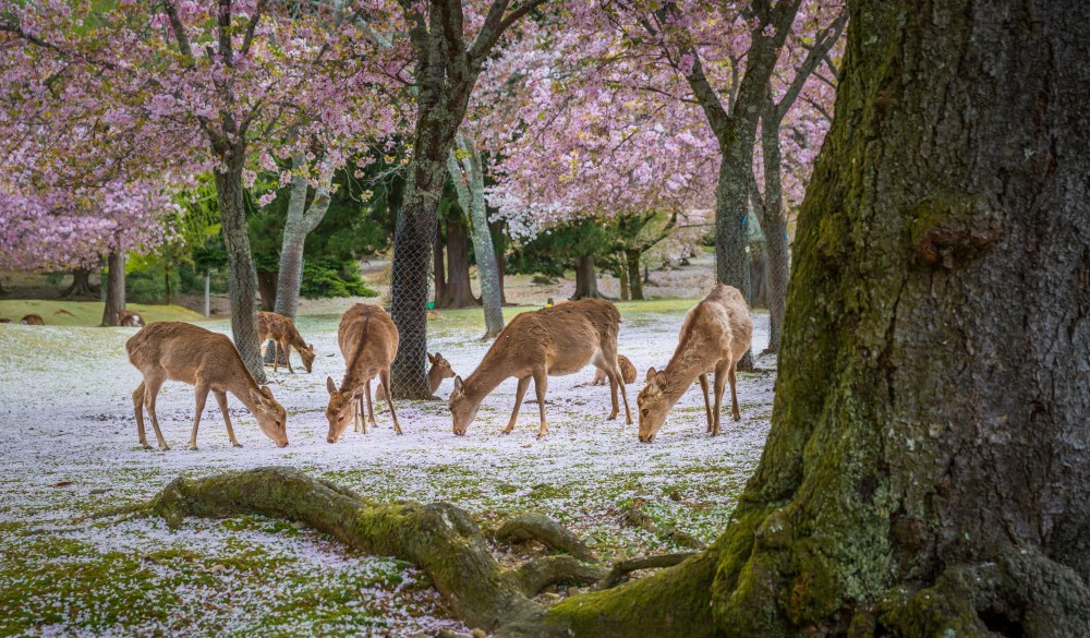 Deers at Nara park during a sunny day in the cherry blossom season, Japan.