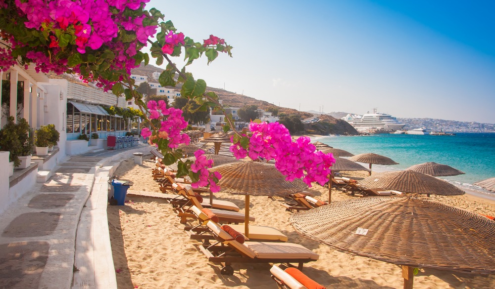 Flowering bougainvillea on the beach against the Mediterranean Sea