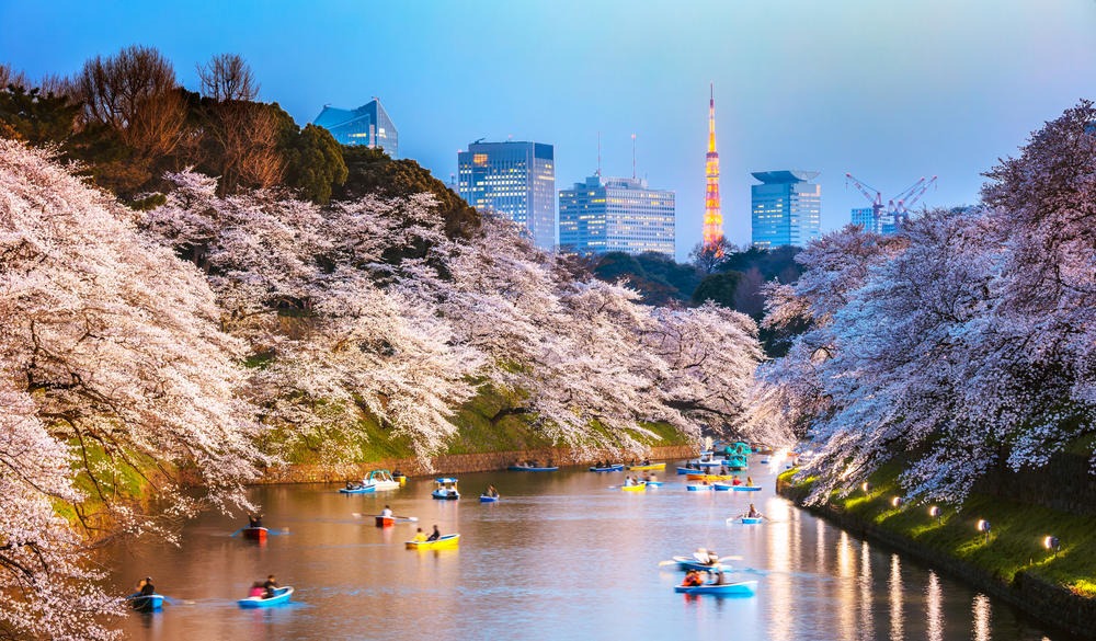 Chidorigafuchi moat during cherry blossom season at sunset, Tokyo, Japan