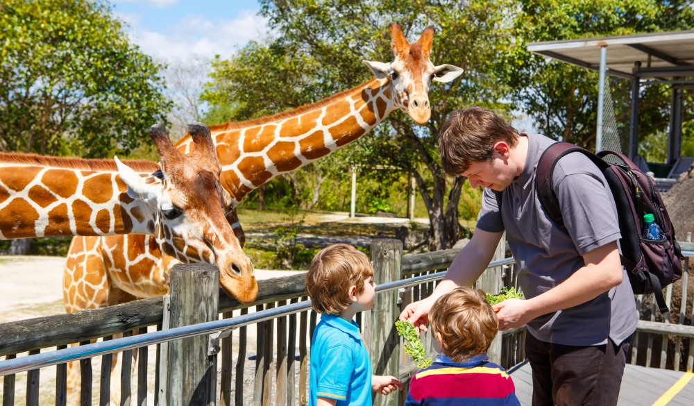 Two little kids boys and father watching and feeding giraffe in zoo. Happy children, family having fun with animals safari park on warm summer day.; Shutterstock ID 489386359