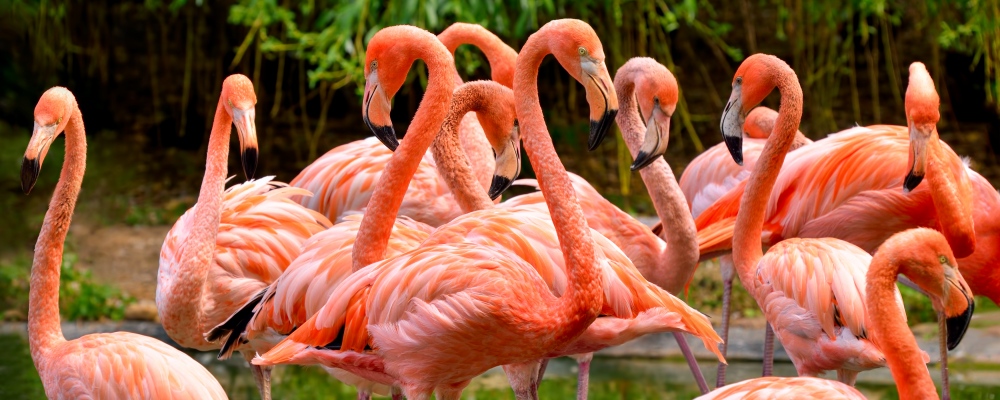 Group of red flamingos at the water, with green foliage in the background