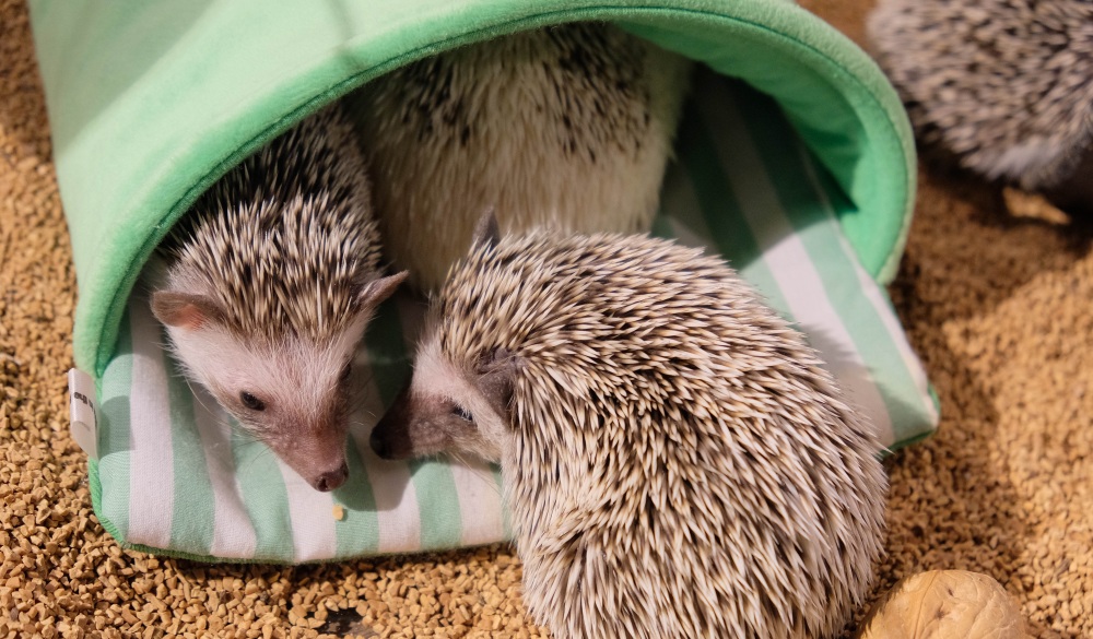 Several hedgehogs in their nest in a pet cafe in Tokyo, Japan; Shutterstock ID 1097295641