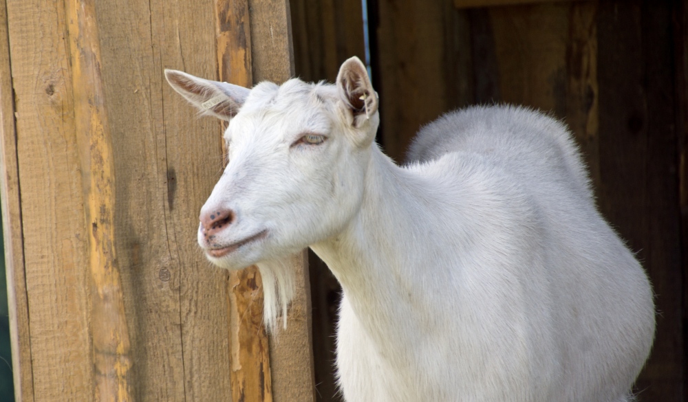 Goat on the Farm