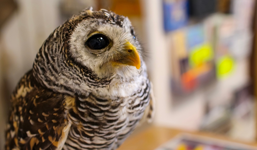 Rufous-legged owl in an owl cafe in Tokyo, Japan, from the side; Shutterstock ID 1425962831