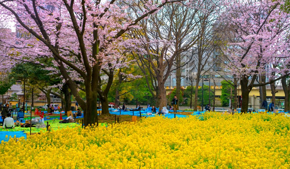 Yoyogi Park  is a large park in Tokyo, located adjacent to Harajuku Station and Meiji Shrine in Shibuya.  Tokyo ,Japan