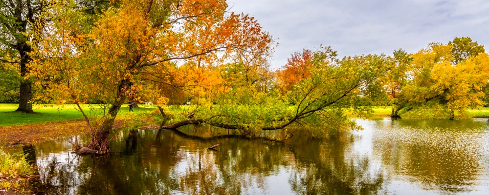 Schiller Woods view in Chicago of Illinois