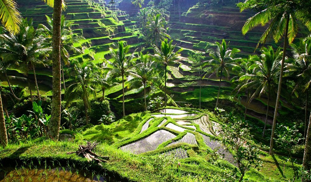 Ubud, Bali Indonesia