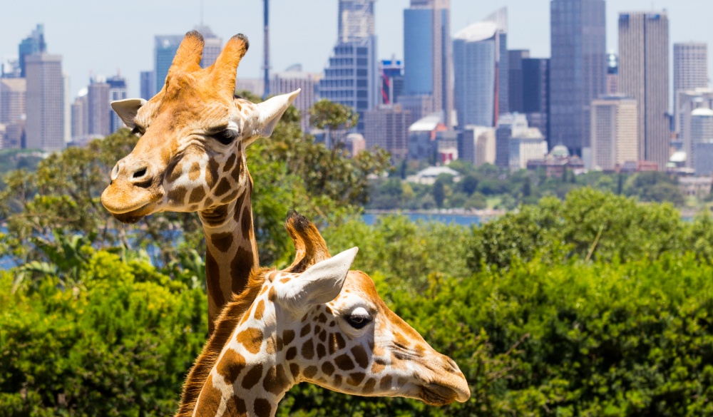 Giraffes in Taronga Zoo with a magnificent view of the skyline of the CBD of Sydney in Australia