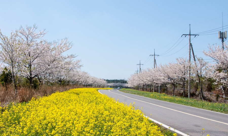 Jeju Island Spring