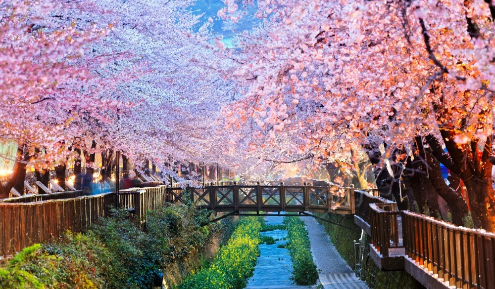Cherry Blossoms of Korea Guide and Forecast Cherry