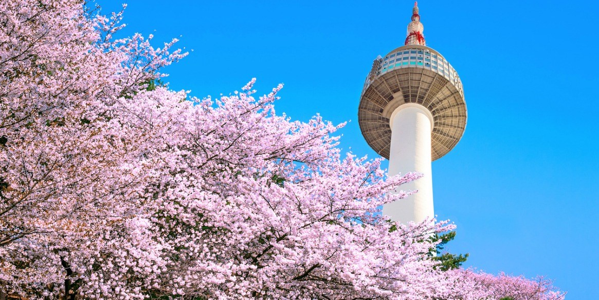 Korea Cherry Blossoms