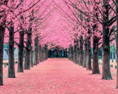 Cherry Blossoms of Korea: Guide and Forecast - HotelsCombined Cherry ...