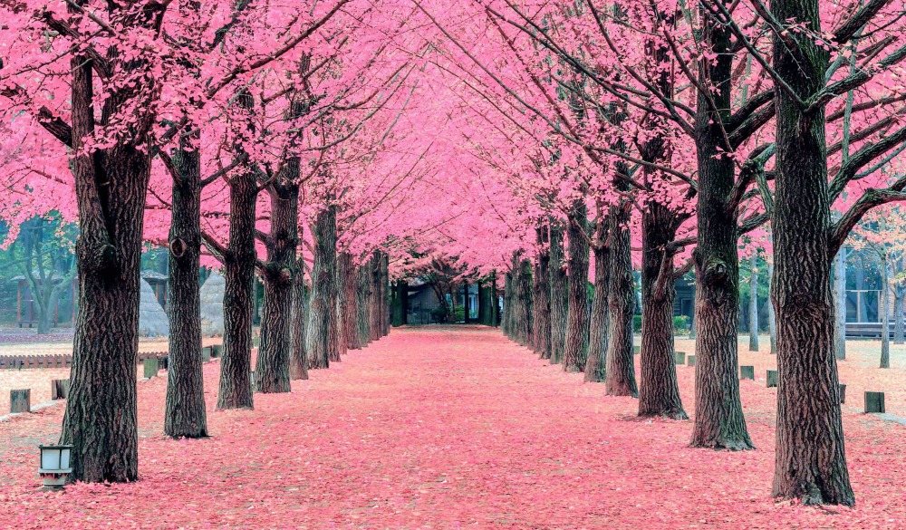 Nami island cherry blossom