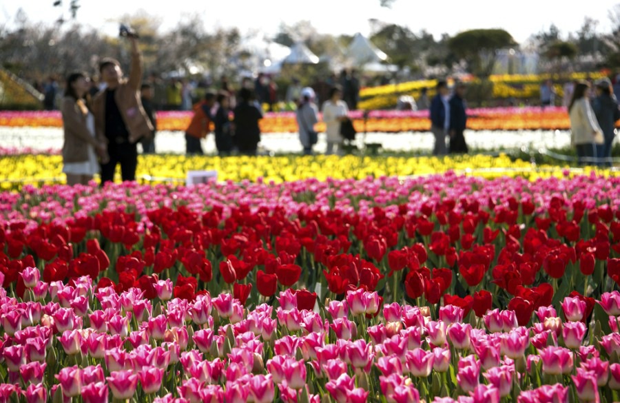 Taean Tulip Festival, Cherry blossom of Korea