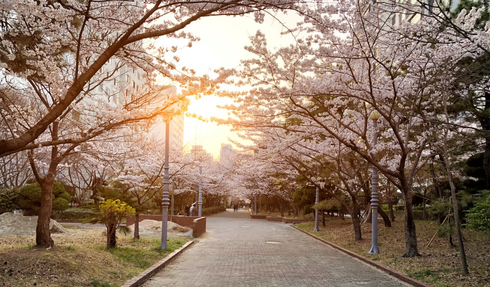 Garden Cherry blossom of Spring in Seoul, South Korea .