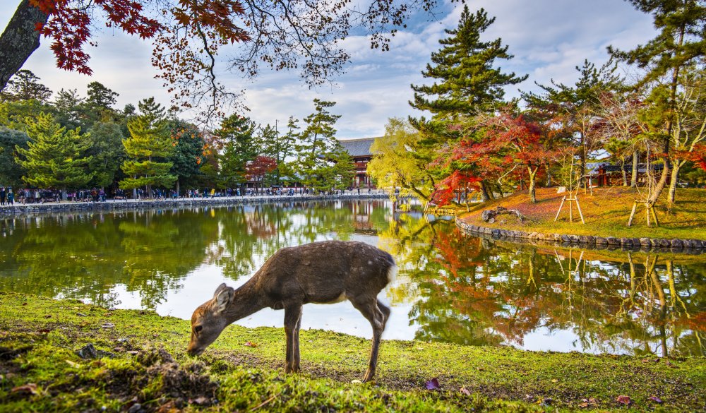 Deer grazes near Todai-ji Temple in Nara, Japan.; Shutterstock ID 168163925