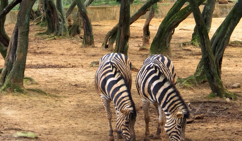 Zebras at the Leofoo Village Theme Park, Taiwan