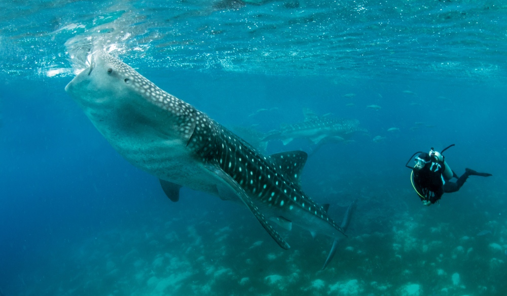 A whale shark feeding on shrimps at the surface, watched by a scuba diver